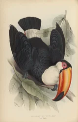 Ramphastos Toco